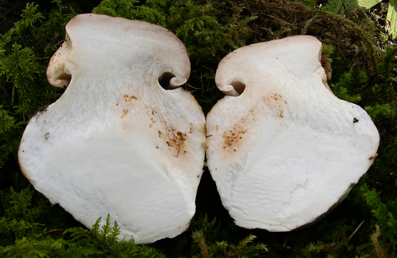 Tricholoma colossus.